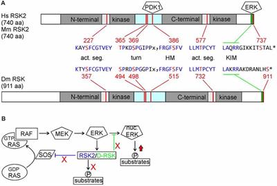 Animal Models for Coffin-Lowry Syndrome: RSK2 and Nervous System Dysfunction